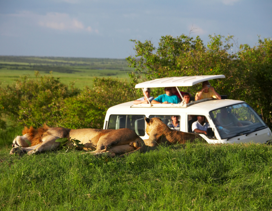 Road Safaris